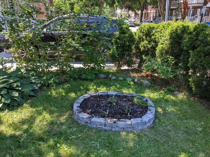 The herb garden in the front yard, with pavers