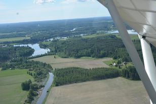 The farm I bought was 10 acres of planted birch.