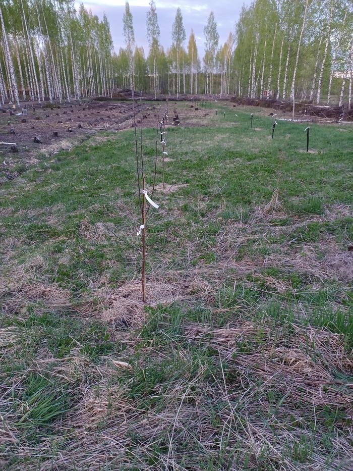 Fruit trees, albeit quite tiny yet