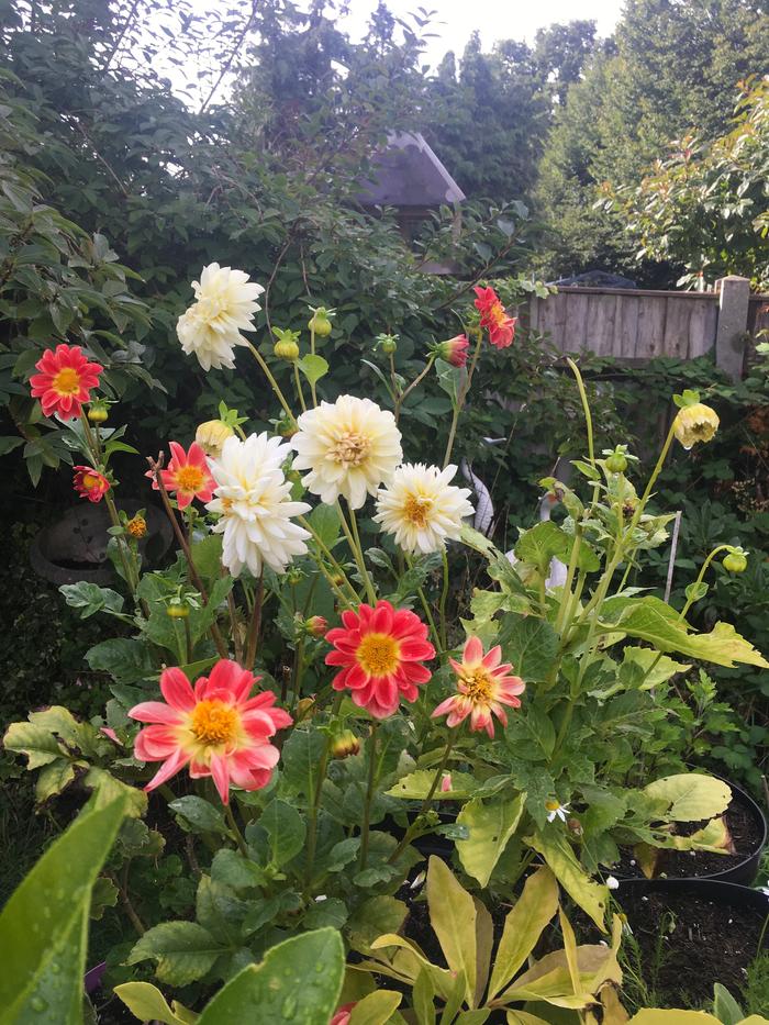 Dahlias after blessed rain