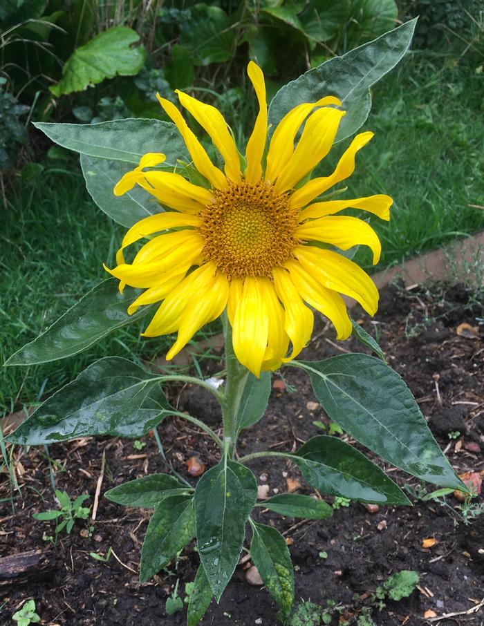 Sunflower Velvet Queen