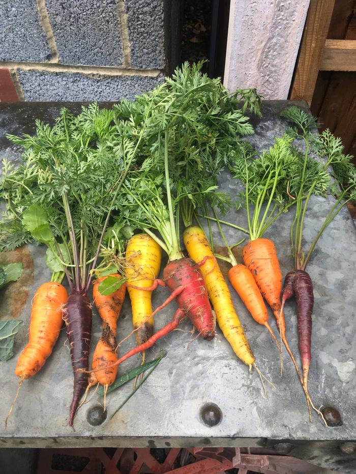 Rainbow carrots grown from seed; the crop I’m most proud of this year