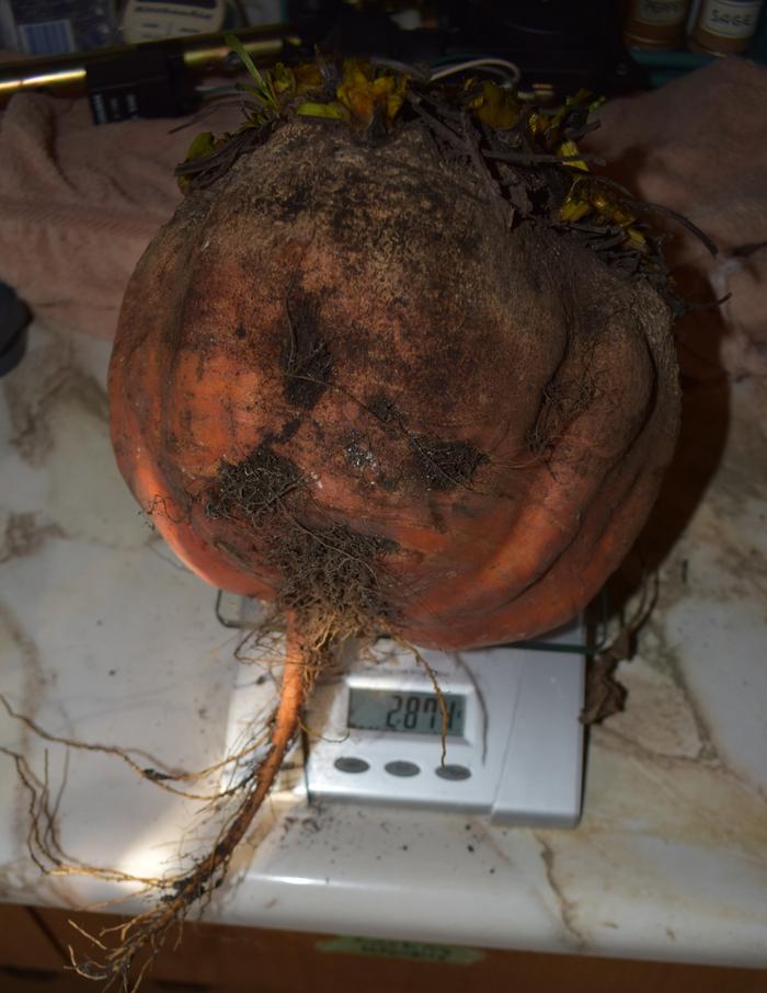 Golden beet on the scale...