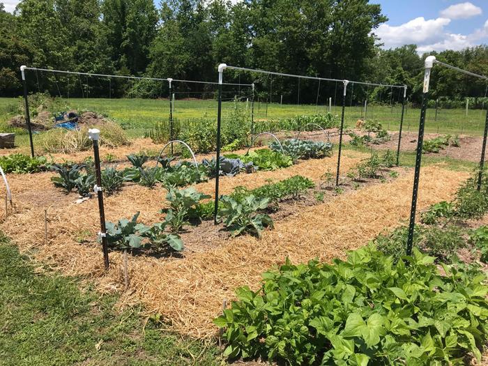 straw paths mulch for vegetables