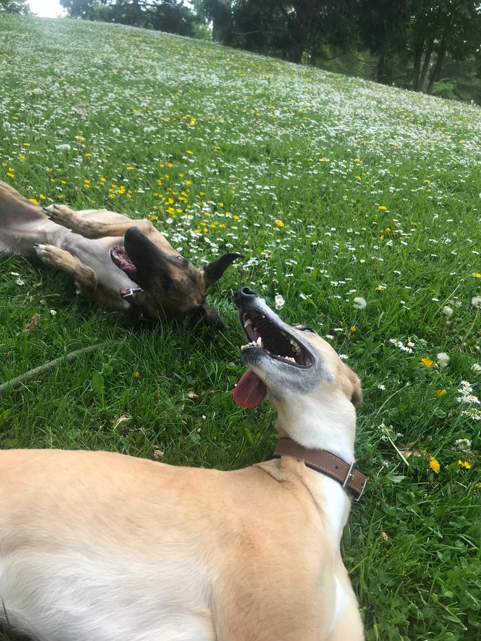 lurcher-dog-rolling-grass