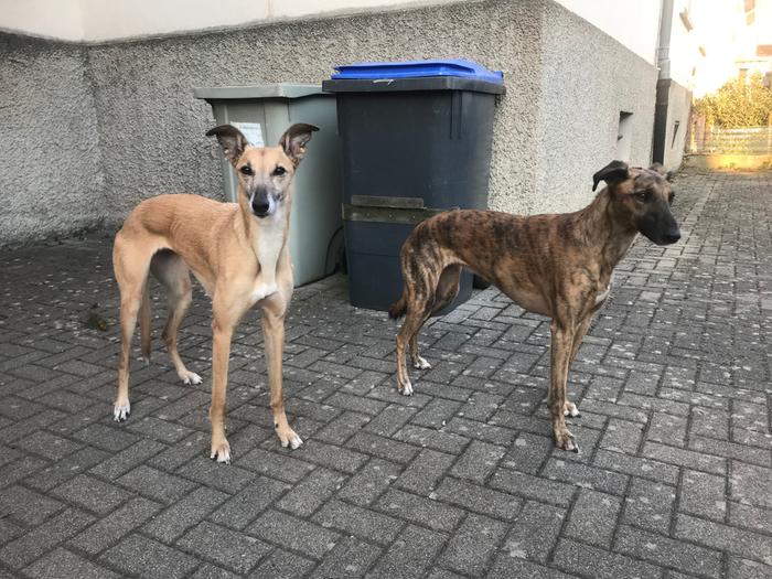 lurcher-dogs-standing