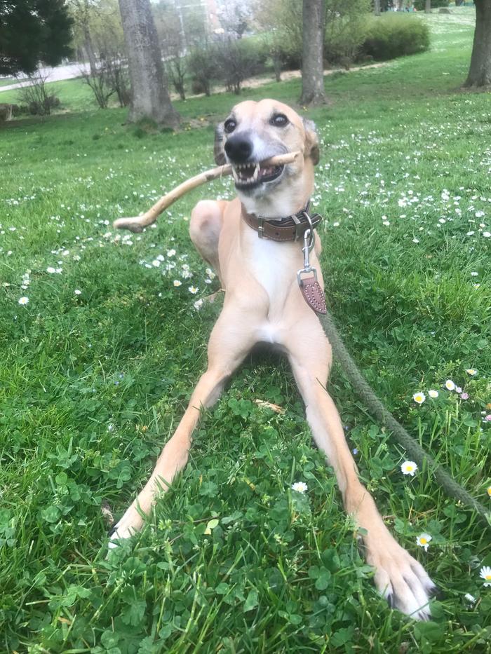 lurcher-dog-play-stick