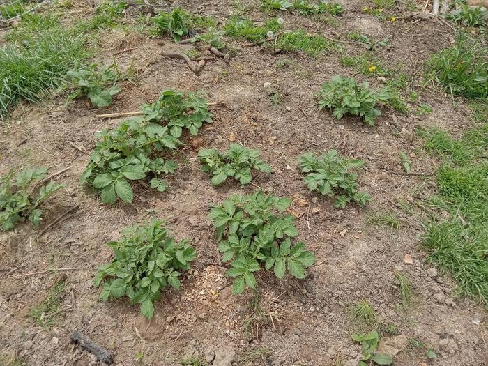 Potato patch on April 24th