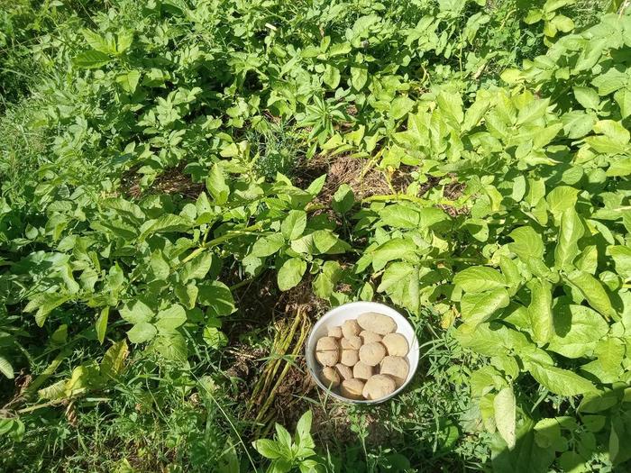 In late June showing harvest from one plant
