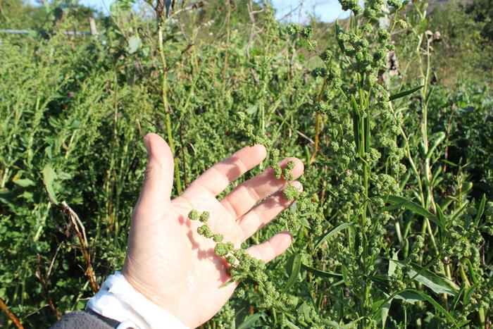 decoy crop for birds