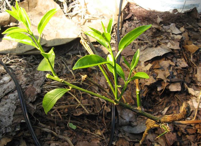 New shoots growing after the graft take hold