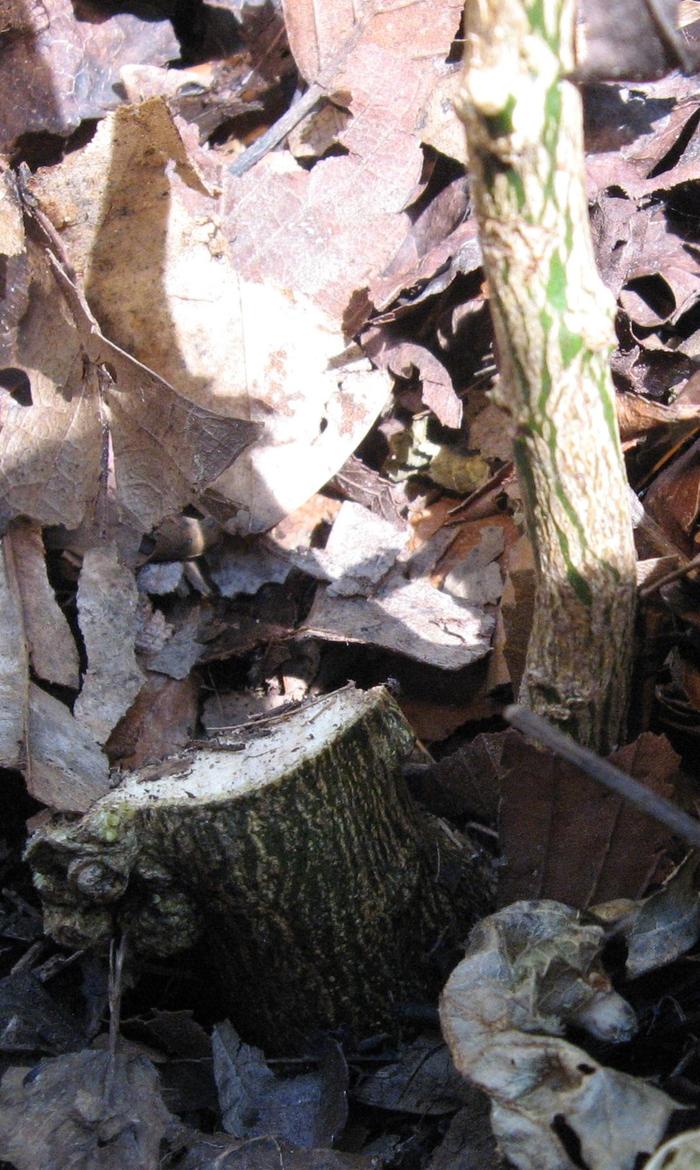 Kuharske stump