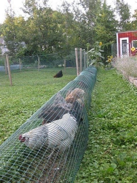 chicken scratch barrier couch grass