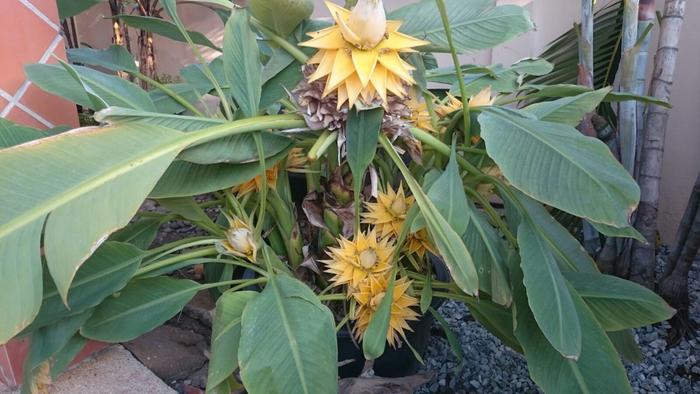 aquaponics system plant growth thailand