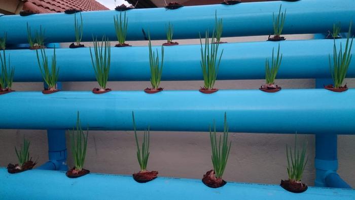 aquaponics system plant growth thailand onions