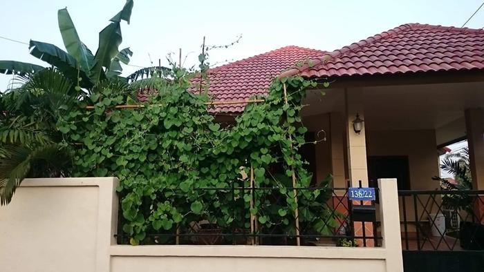 aquaponics system plant growth thailand vines
