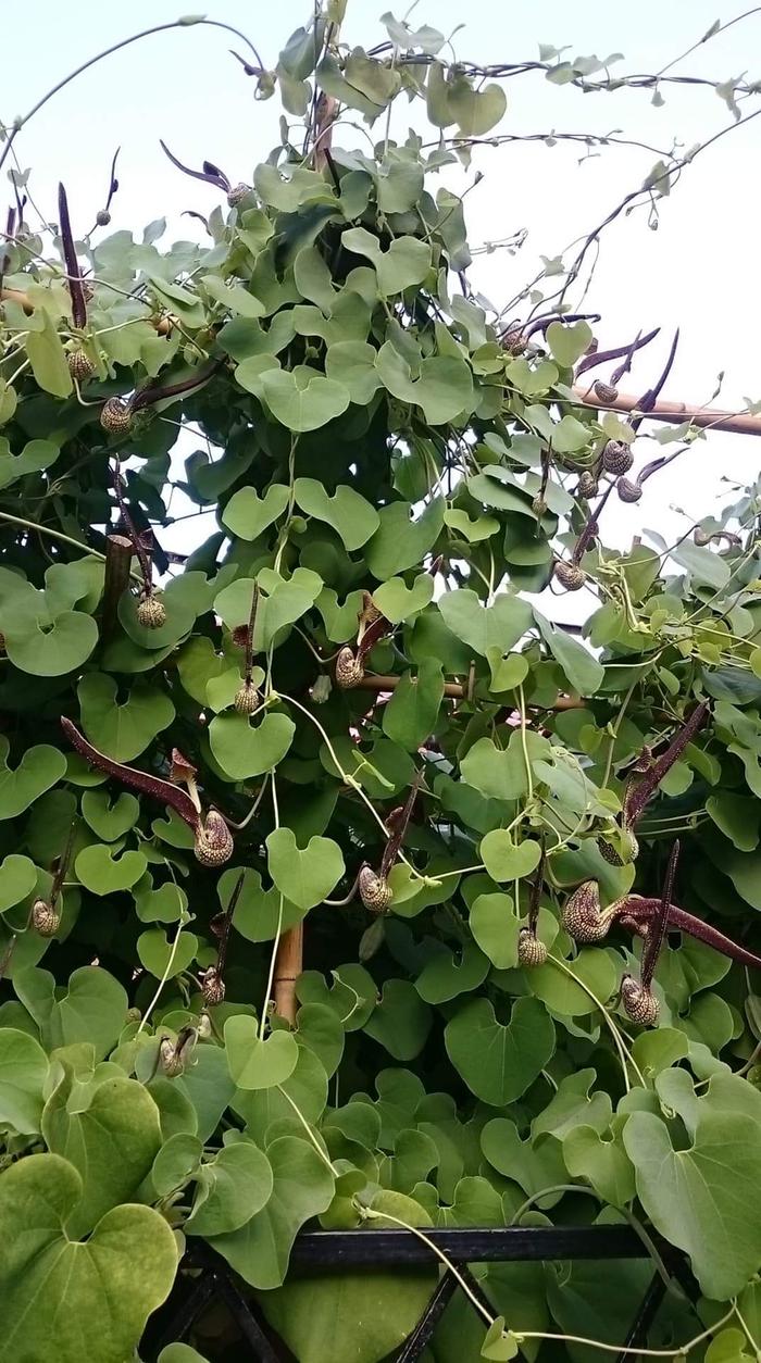 aquaponics system plant growth thailand