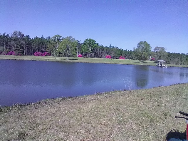 catfish &amp; brim pond