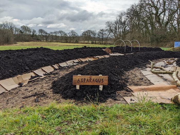 Asparagus polyculture raised bed