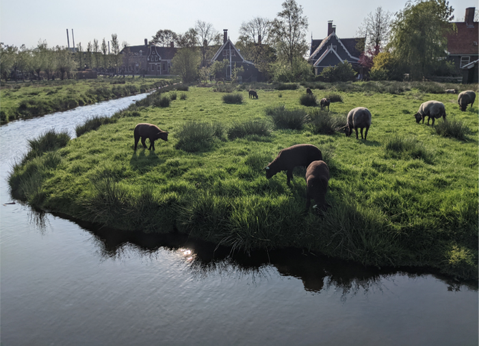Sheep near Amsterdam