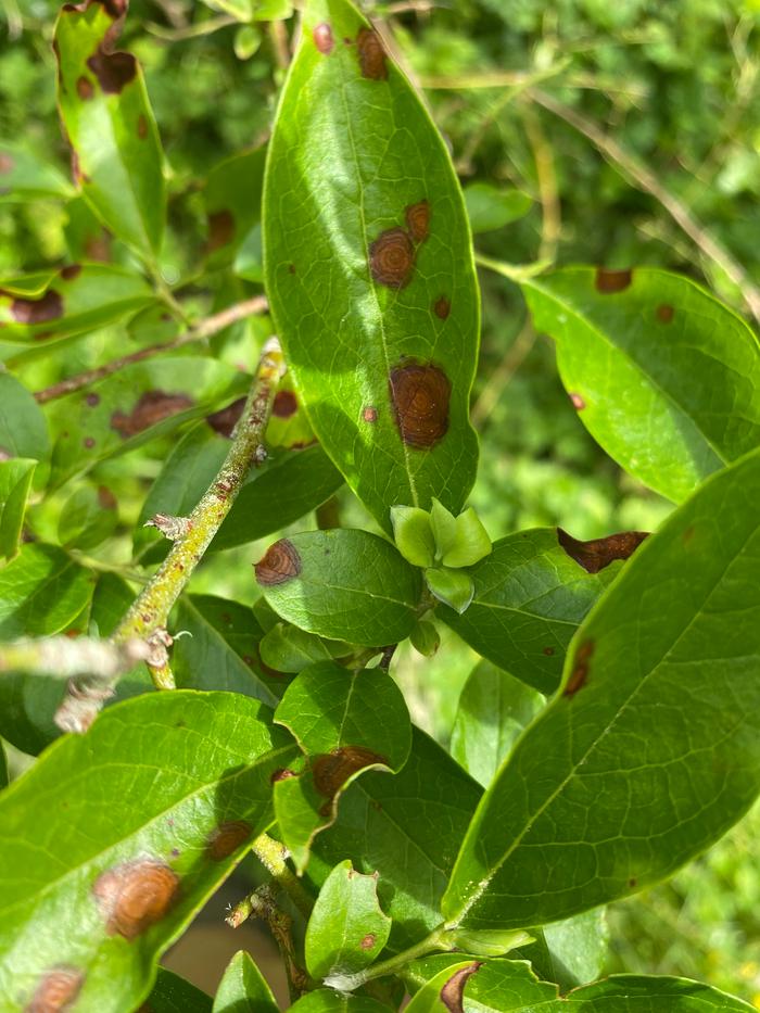 New leaf growth happening seen in the middle of photo