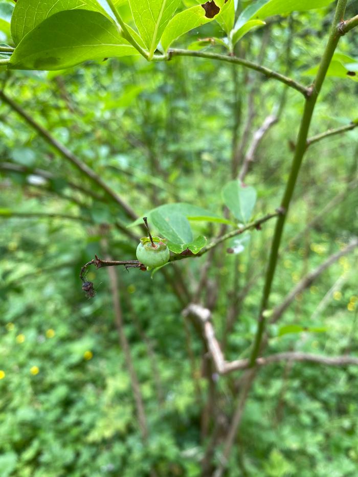 [Thumbnail for 5476C0ED-A7ED-4168-869A-3792C7FFBC87.jpg]