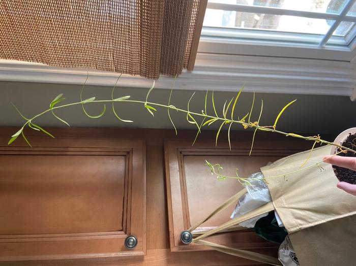 Leggy mystery milkweed