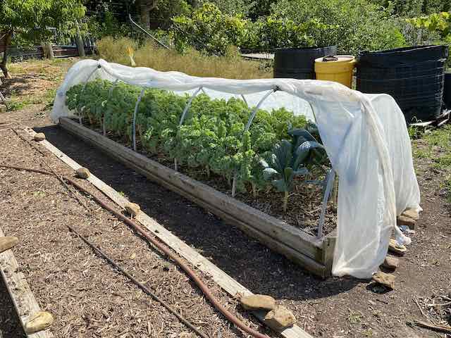 greenhouse bed #1