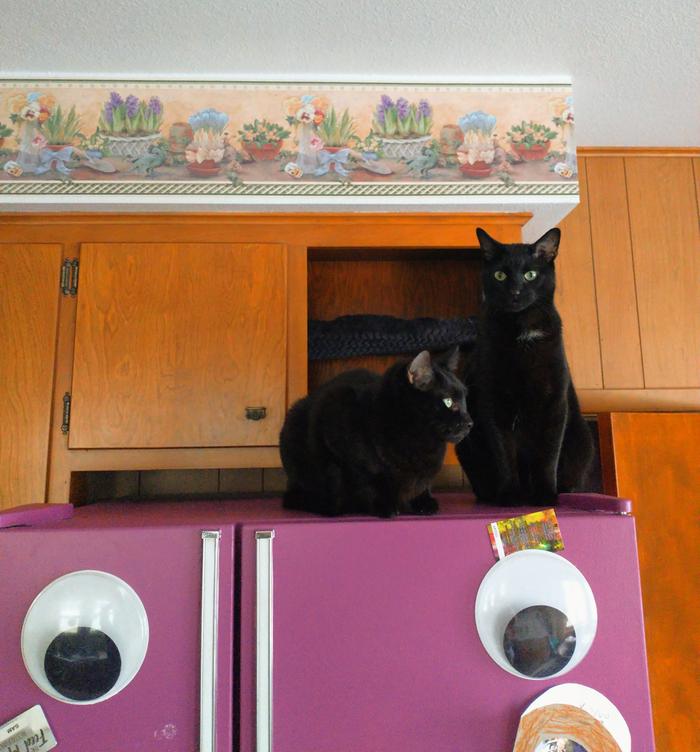 Parker and Mr midnight on the fridge 