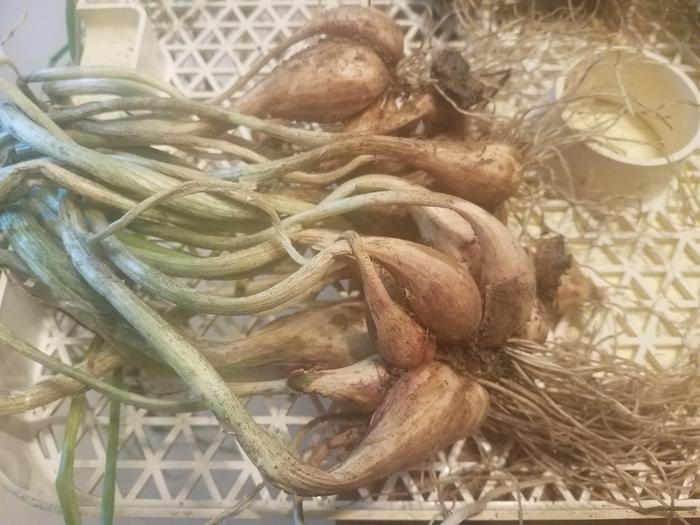 Yield from one bulb