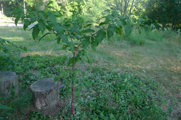 Pokeweed over five feet tall