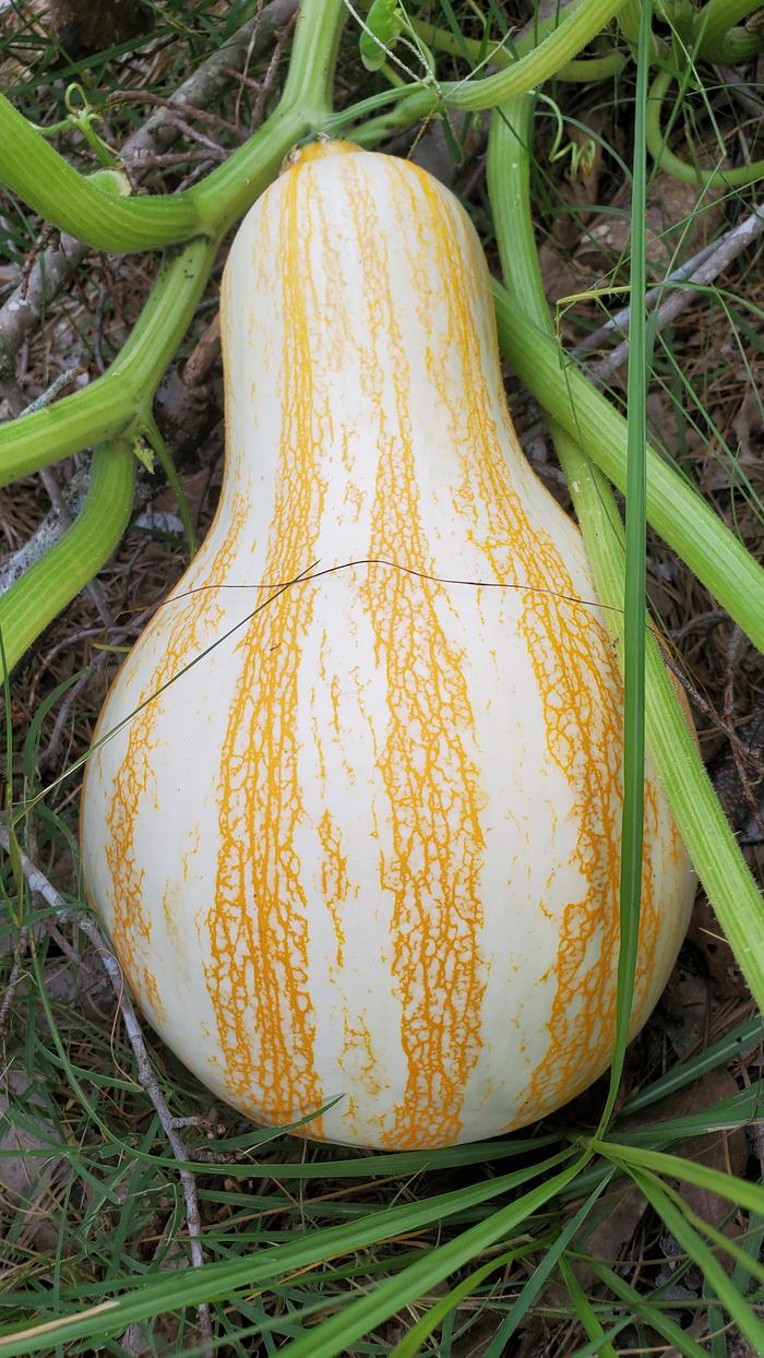 Yellow and white striped mixta squash