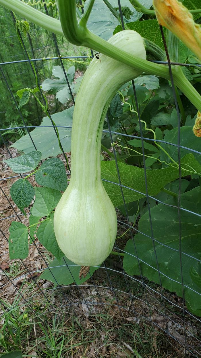 Long necked mixta squash