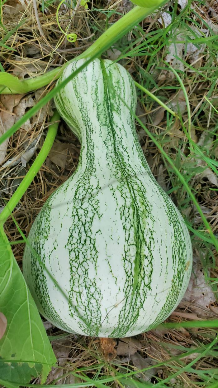 Green and white striped mixta squash