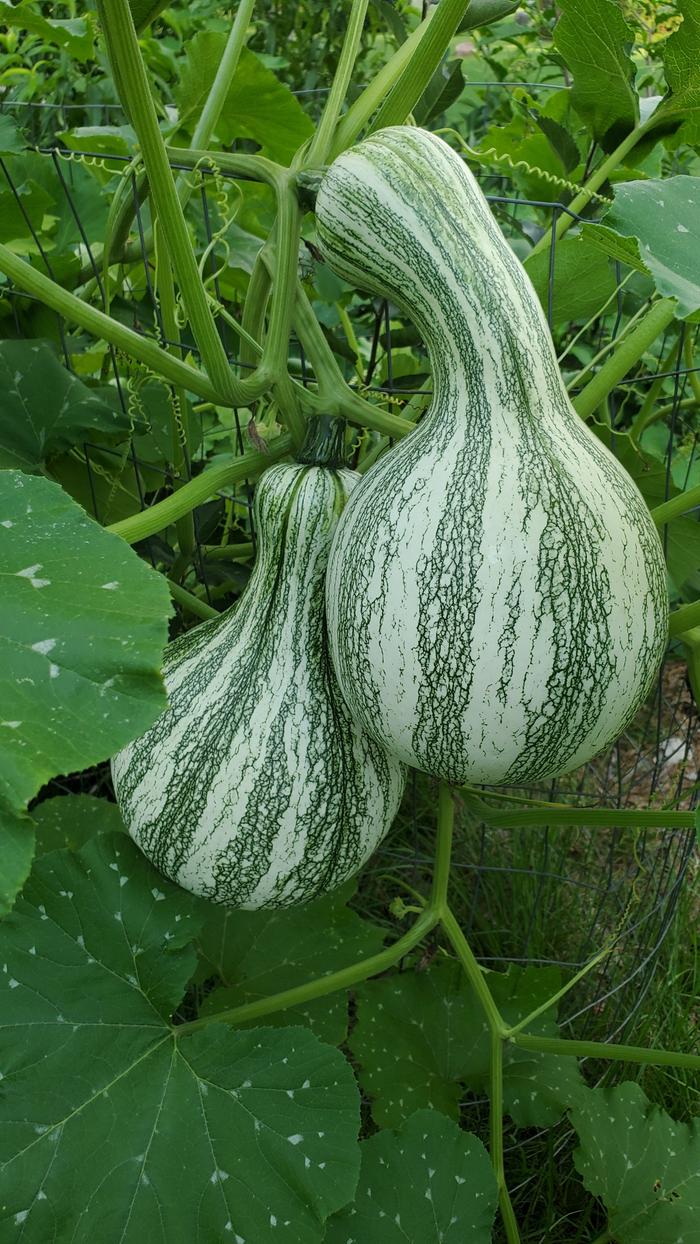 Green and white striped mixta squash