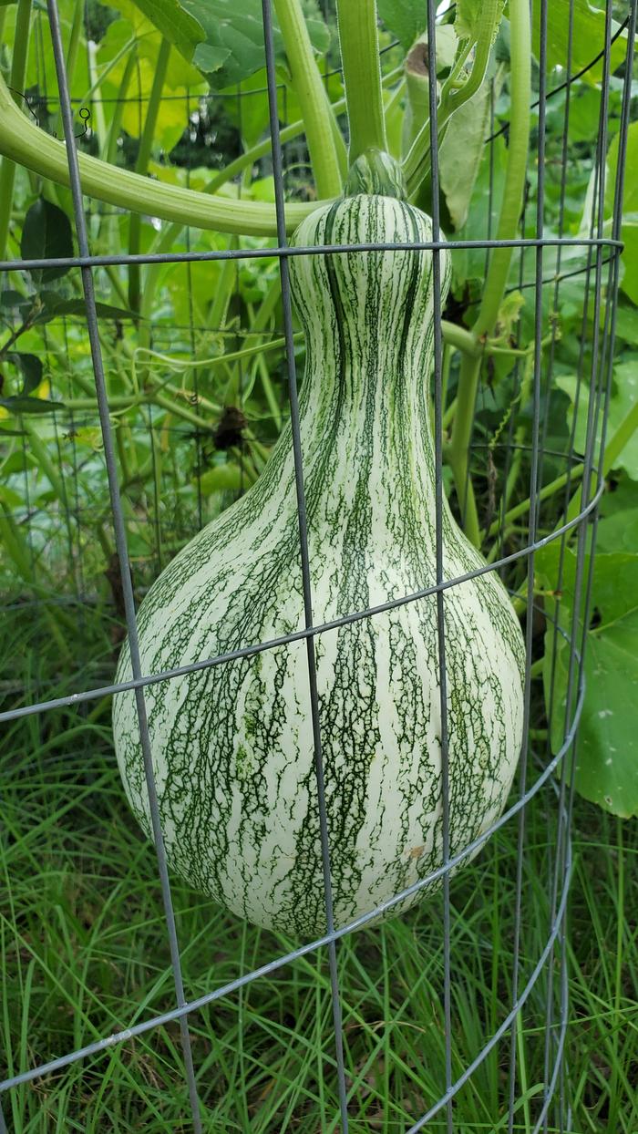 Green and white striped mixta squash