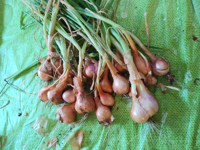 easy vegetable shallots harvest