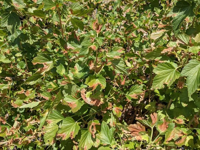 [Thumbnail for currant.jpg]