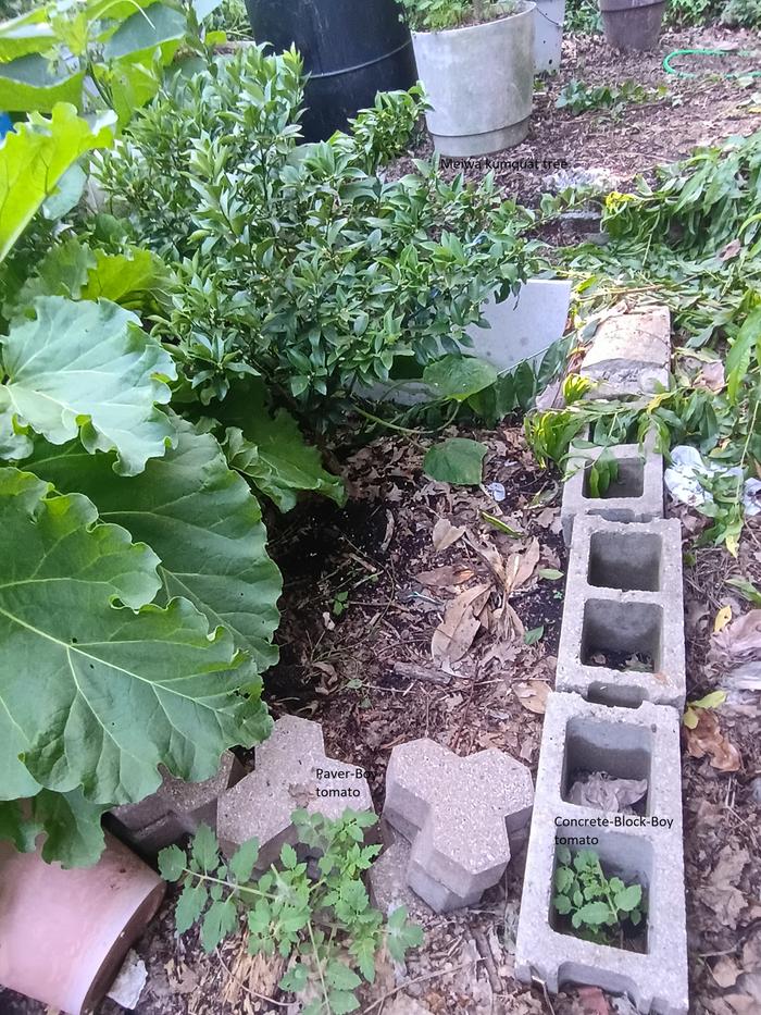 volunteer tomato plants