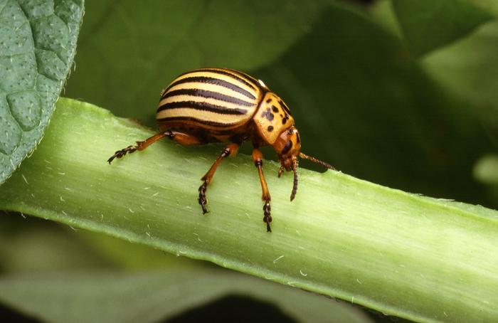 [Thumbnail for Colorado_potato_beetle.jpg]