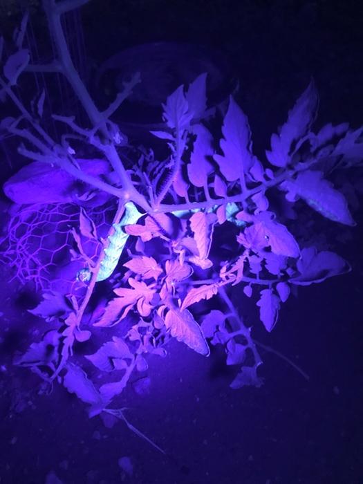 Picking off hornworms at night using a UV light to illuminate them