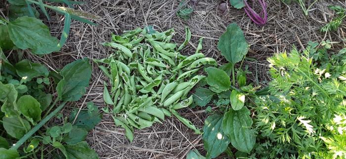 One gardener's pea damage :(