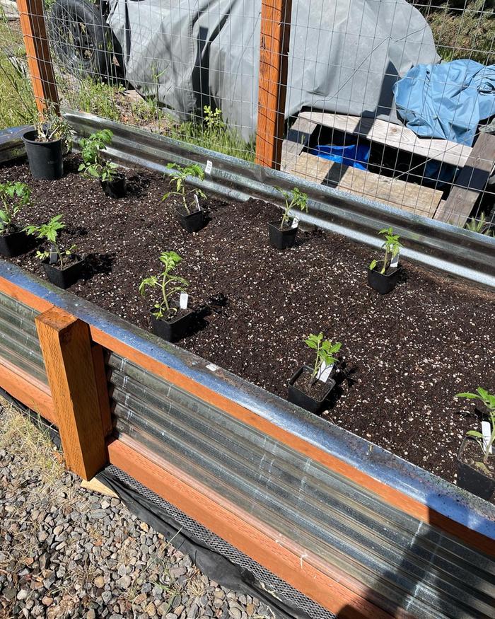 The most recently-constructed bed, before mulching