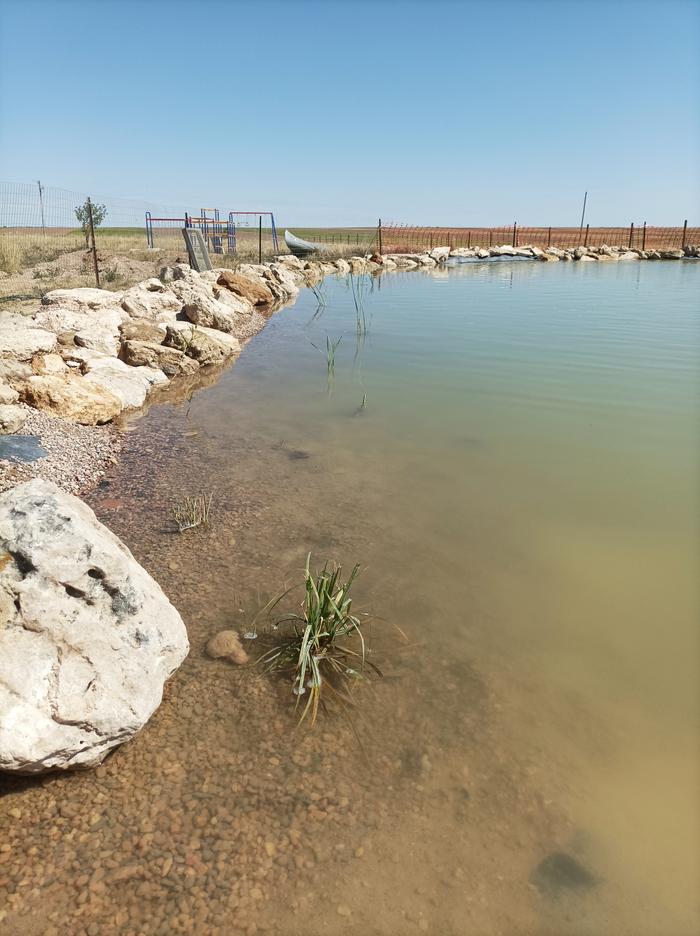 natural swimming pool with new plants