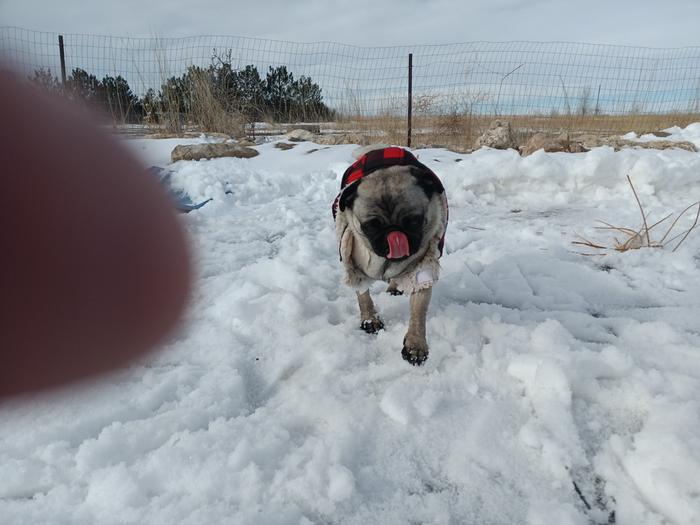 Snowy pond pug