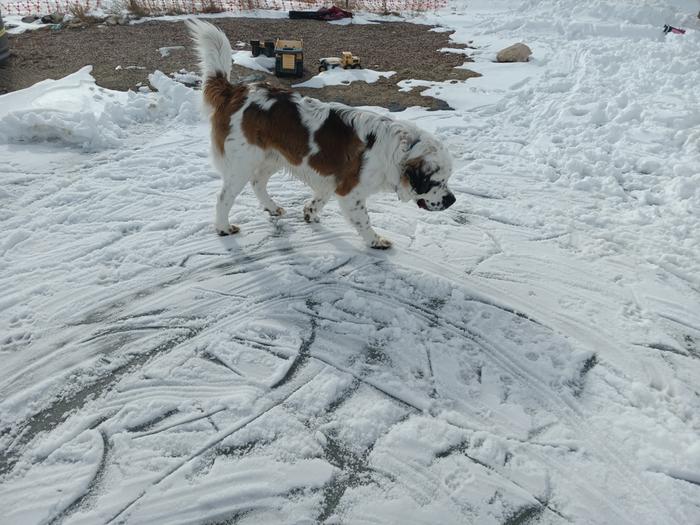 dog walking on frozen pond