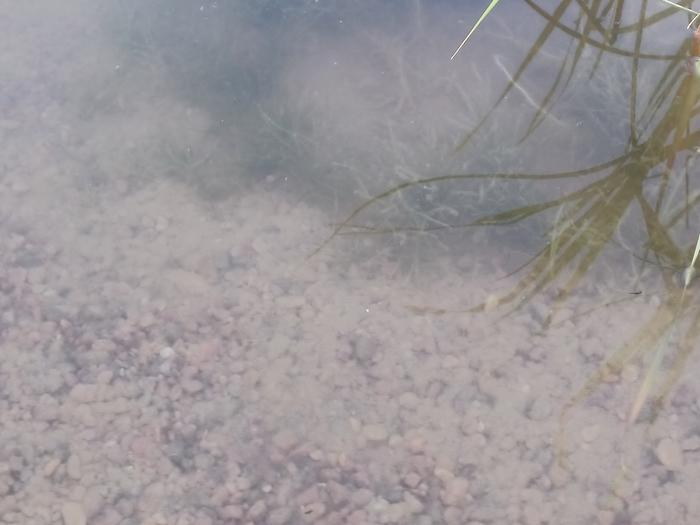 Underwater grass