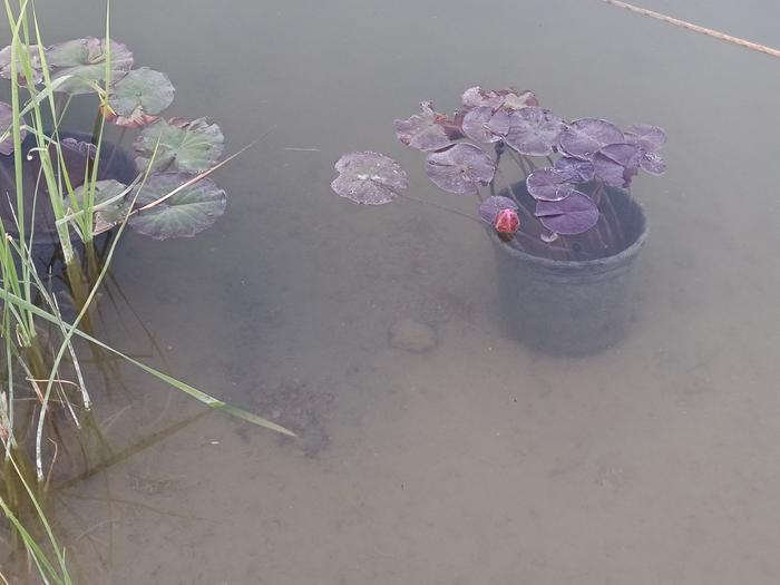 potted lotus in pond