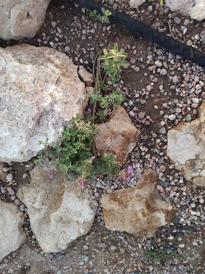 rock garden bordering pond