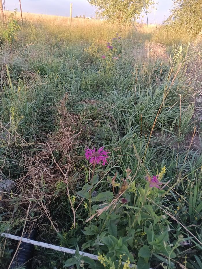 monardia pond edge planting